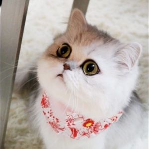 Meet your Posher, Nathanial